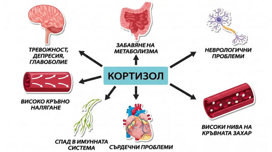 Какво е кортизол и как хроничният стрес влияе на организма?